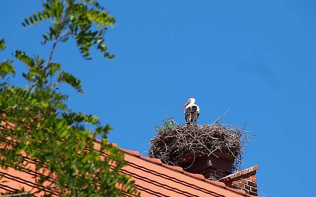 <p>Ein Storch steht in seinem Nest, dass auf einem Dach mit roten Dachziegeln liegt. Link ragen grüne Blätter ins Bild.</p>