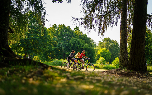 <p>Drei Radfahrerinnen auf einem Weg im sonnendurchfluteten Wald.</p>